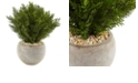 Nearly Natural 2' Cedar Artificial Plant in Sand Colored Bowl